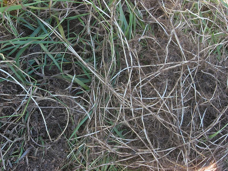 800px Kweek rizomen Elytrigia repens
