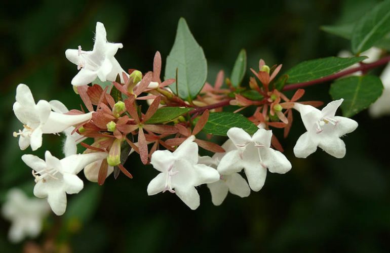 Abelia flowers