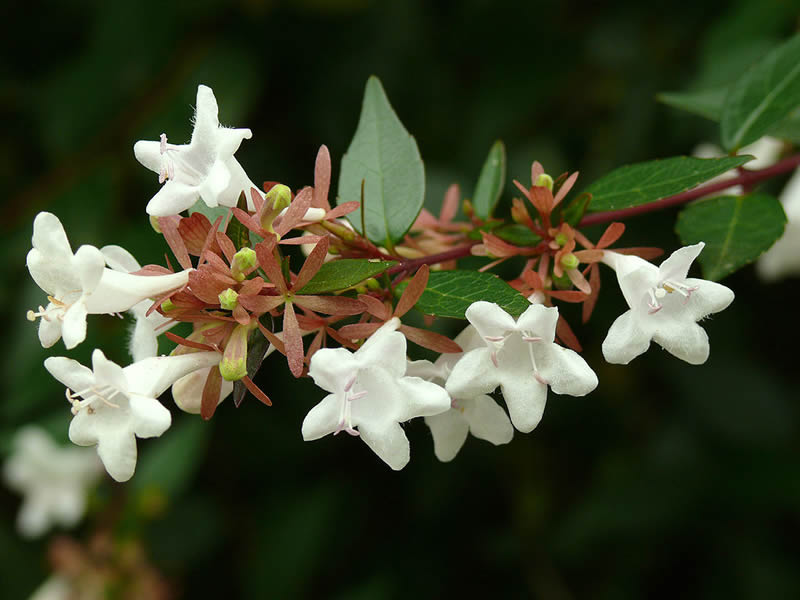Abelia flowers