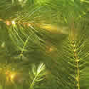 Ceratophyllum_submersum_fijn_ongedoornd_hoornblad_0001-2