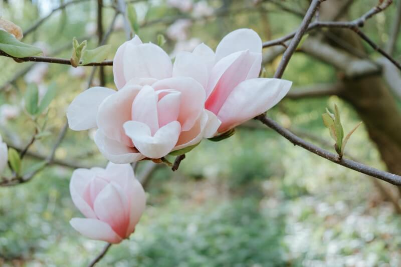 Magnolia soulangeana Beverboom 1