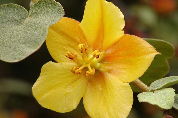 fremontodendron californicum