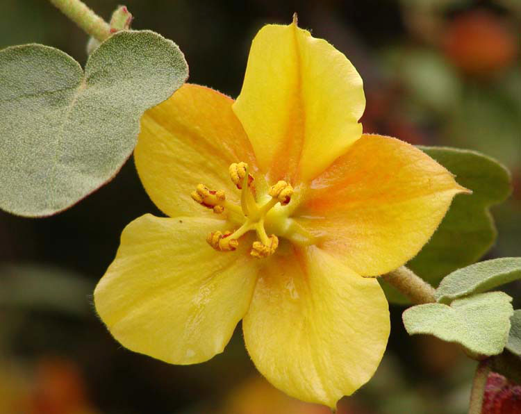 fremontodendron californicum